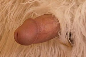 欧美美女外阴视频